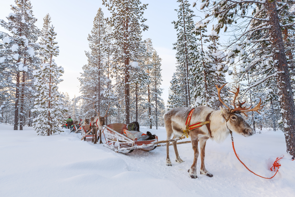Reindeer pulling sled in Finland